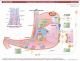 MemoCharts Pharmacology: Drug therapy for peptic ulcers (Review chart) (Paperback) 1595410252 Book Cover