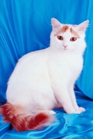 2020 Weekly Planner Pretty Kitty White Cat Photo 134 Pages: 2020 Planners Calendars Organizers Datebooks Appointment Books Agendas 1707968438 Book Cover