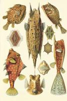 Haeckel scientific biological art notebook: Vintage Science Illustrations N°42 from "Kunstformen der Nature" / "Art forms in nature" ; composition journal with 120 pages of blank graph paper 1796316679 Book Cover