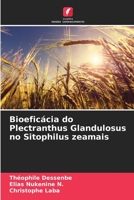 Bioeficácia do Plectranthus Glandulosus no Sitophilus zeamais (Portuguese Edition) 6204415980 Book Cover