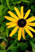 Yellow Diasy 1725621630 Book Cover