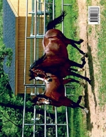 The Lippitt Morgan Horse 1543933661 Book Cover