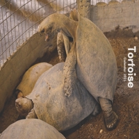 Tortoise Calendar 2021: Funny Animal Calendar 2021, Wildlife Calendar 12 Month B08RR9KPNM Book Cover