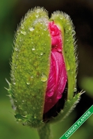 Garden Planner: Opening poppy blossom. Format A5, 120 pages, fine grey lined. Journal, diary, notebook and garden planner for everything that happens in the garden throughout the year. 1706305508 Book Cover