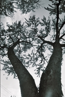 Alpine Poems: a Collection of Hudson Valley Poetry: A Collection of Hudson Valley Poetry 1387928759 Book Cover