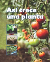 Así crece una planta / A Plant Grows (Fácil de leer / Easy to Read) (Fácil De Leer/ Easy to Read) (Spanish Edition) 1543386199 Book Cover