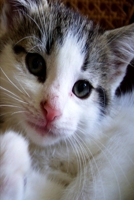 2020 Weekly Planner Cute Kitten 134 Pages: 2020 Planners Calendars Organizers Datebooks Appointment Books Agendas 1707965714 Book Cover