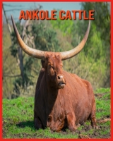 Ankole Cattle: Beautiful Pictures & Interesting Facts Children Book About Ankole Cattle B08W7GB4MT Book Cover