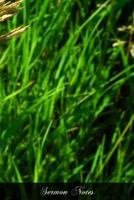 Sermon Notes: A Scheme For A Course Of Three Years On The Chief Points Of Christian Doctrine With Synopses And References 1475247524 Book Cover