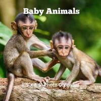 Baby Animals 8.5 X 8.5 Calendar September 2019 -December 2020: Monthly Calendar with U.S./UK/ Canadian/Christian/Jewish/Muslim Holidays-Horses Animal Nature 1099389380 Book Cover