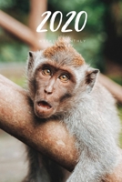 2020 Weekly & Monthly Planner: Monkey – 6X9 Size – Glossy Soft Cover - Multi-Purpose: Organizer/Calendar/Notebook/Agenda/Diary/Journal. (Animals Themed Planners) 1678944548 Book Cover