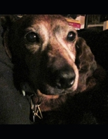 Dream Notebook 1702564940 Book Cover