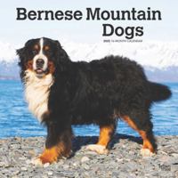 Bernese Mountain Dogs 2025 12 X 24 Inch Monthly Square Wall Calendar Plastic-Free 197547662X Book Cover