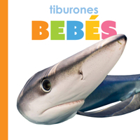 Tiburones Bebés: Spanish Edition B0F546SWB6 Book Cover