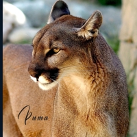 Puma: Full Color Photo Book | Wildlife Animal Pictures | Africa Safari B08QZTMMSM Book Cover