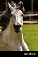 Notebook: Caballo, Moho, Potro, El Tonto Cuaderno / Diario / Libro de escritura / Notas - 6 x 9 pulgadas (15.24 x 22.86 cm), 150 p�ginas, superficie brillante. 170800534X Book Cover