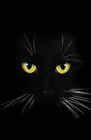 Journal: Black Cat on Black Background: Lined Journal, 120 Pages, 5.5 X 8.5, Black Cat, Soft Cover, Matte Finish, Black Background 1548769886 Book Cover