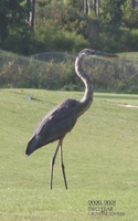 Two-Year Pocket Calendar Planner: Pocket Agenda Purse Size With Notes - 2 Year Organizer Great Blue Heron 1708138617 Book Cover