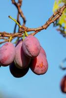 PLUMS: A plum is a fruit. Plums bloom flowers in groups of one to five together on short stems, the fruit have a groove running down one side and a smooth stone. 1799165515 Book Cover