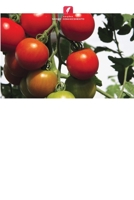 Enxertia de tomate para melhorar o rendimento e a qualidade na Tanzânia (Portuguese Edition) 6208494400 Book Cover