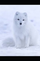 PAPURAU ARCTIG: COMPENDIWM CRYNO (Welsh Edition) B0851KK6RW Book Cover