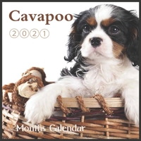 Cavapoo calendar 2021: Wall & Office Calendar, 16 Month poppy dog Calendar with Major Holidays B08NF1PKPW Book Cover