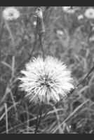 Sometimes; But Never Enough: A Poetry Collection 1549817272 Book Cover