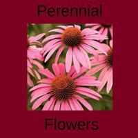 Perennial Flowers: Perennial Flower Types for Your Garden 1537025295 Book Cover