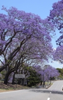 Notebook: jacaranda trees Queensland Australia Australian spring 1707947759 Book Cover