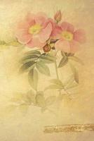 Rosa Lucida: Floral Notebook with Flower Illustrations on Every Page 1090578652 Book Cover