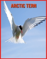 Arctic Tern: Beautiful Pictures & Interesting Facts Children Book About Arctic Tern B08W7DMVQC Book Cover