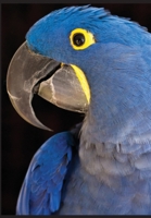 Kālarātri or Black Night Trilogy 1087903513 Book Cover