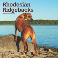 Rhodesian Ridgebacks 2025 12 X 24 Inch Monthly Square Wall Calendar Plastic-Free 1975477626 Book Cover