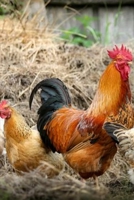 Journal: Rooster and Hens 1711004677 Book Cover