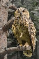 eagle owl 1725526417 Book Cover