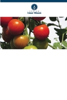 Tomatenveredelung für verbesserte Erträge und Qualität in Tansania (German Edition) 6208484162 Book Cover