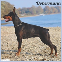 Dobermann 2021 Wall Calendar: Official Doberman Dogs 2021 Wall Calendar null Book Cover