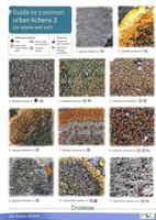 Guide to Common Urban Lichens: On Stones and Soil Pt. 2 185153296X Book Cover