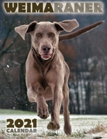 Weimaraner 2021 Calendar 1713901072 Book Cover