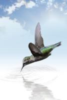 Hummingbird Cloud Notebook: Composition Notebook with College Ruled Line Paper 1797767720 Book Cover