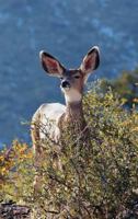Kids Deer Journal: Rocky Mountain Mule Deer Leftie Journal or Notebook 0464694280 Book Cover