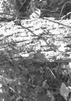 Veil: The Little Foxes 1257773917 Book Cover