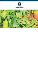 Staudenkürbis auf einen Blick 6205664216 Book Cover