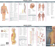 Anatomical Chart Company's Illustrated Pocket Anatomy: The Spinal Nerves & the Autonomic Nervous System Study Guide (Study Guide) 0781776848 Book Cover