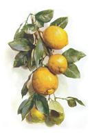 Blank Lined Journal Notebook with Old Botanical Painting Cover Vol.4 1074267141 Book Cover