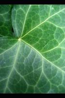 Love and Romantic Poetry from My Collection 109520162X Book Cover