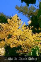 Studies in Church History: Volume 3 Centuries 15 - 16 1470192780 Book Cover