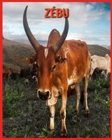 Zébu: Images et Informations Etonnantes Concernant les Zébu B08WJY56NH Book Cover