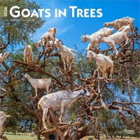 Goats in Trees 2026 12 X 24 Inch (Hanging) Monthly Square Wall Calendar Plastic-Free B0DYL1QPQS Book Cover