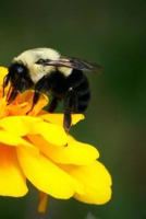 Bumblebee: Notebook 1973789213 Book Cover